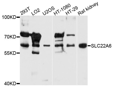 SLC22A6 / OAT1 Antibody - Western blot analysis of extracts of various cells.