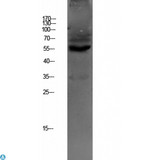 SLC22A6 / OAT1 Antibody - Western blot analysis of HEPG2 lysate, antibody was diluted at 1000. Secondary antibody was diluted at 1:20000.