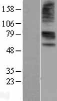 SLC22A6 / OAT1 Protein - Western validation with an anti-DDK antibody * L: Control HEK293 lysate R: Over-expression lysate