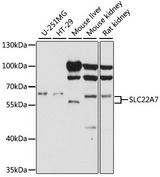 SLC22A7 / OAT2 Antibody - Western blot analysis of extracts of various cell lines, using SLC22A7 antibody at 1:1000 dilution. The secondary antibody used was an HRP Goat Anti-Rabbit IgG (H+L) at 1:10000 dilution. Lysates were loaded 25ug per lane and 3% nonfat dry milk in TBST was used for blocking. An ECL Kit was used for detection and the exposure time was 60s.