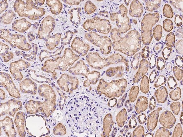 SLC22A7 / OAT2 Antibody - Immunochemical staining of human SLC22A7 in human kidney with rabbit polyclonal antibody at 1:100 dilution, formalin-fixed paraffin embedded sections.