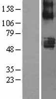 SLC22A7 / OAT2 Protein - Western validation with an anti-DDK antibody * L: Control HEK293 lysate R: Over-expression lysate