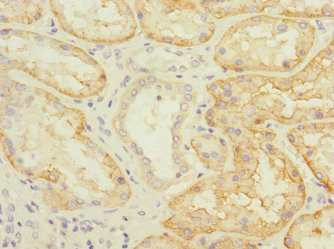 SLC22A8 / OAT3 Antibody - Immunohistochemistry of paraffin-embedded human kidney tissue at dilution 1:100