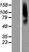 SLC22A8 / OAT3 Protein - Western validation with an anti-DDK antibody * L: Control HEK293 lysate R: Over-expression lysate