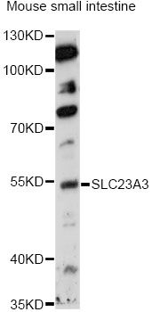 SLC23A3 Antibody - Western blot analysis of extracts of mouse small intestine, using SLC23A3 antibody at 1:1000 dilution. The secondary antibody used was an HRP Goat Anti-Rabbit IgG (H+L) at 1:10000 dilution. Lysates were loaded 25ug per lane and 3% nonfat dry milk in TBST was used for blocking. An ECL Kit was used for detection and the exposure time was 90s.