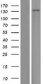 SLC24A1 / NCKX Protein - Western validation with an anti-DDK antibody * L: Control HEK293 lysate R: Over-expression lysate