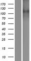 SLC24A2 / NCKX2 Protein - Western validation with an anti-DDK antibody * L: Control HEK293 lysate R: Over-expression lysate