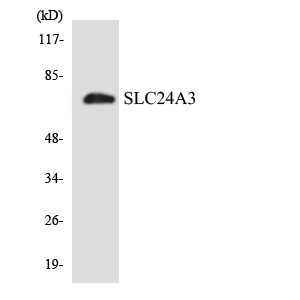 SLC24A3 / NCKX3 Antibody - Western blot analysis of the lysates from K562 cells using SLC24A3 antibody.