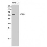 SLC24A4 / NCKX4 Antibody - Western blot of NCKX4 antibody