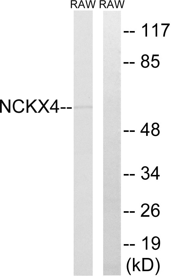 SLC24A4 / NCKX4 Antibody - Western blot analysis of lysates from RAW264.7 cells, using SLC24A4 Antibody. The lane on the right is blocked with the synthesized peptide.