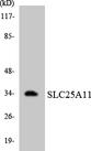 SLC25A11 Antibody - Western blot analysis of the lysates from HepG2 cells using SLC25A11 antibody.