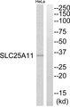 SLC25A11 Antibody - Western blot analysis of extracts from HeLa cells, using SLC25A11 antibody.