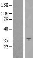SLC25A14 / UCP5 Protein - Western validation with an anti-DDK antibody * L: Control HEK293 lysate R: Over-expression lysate