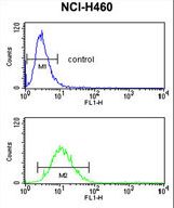 SLC25A17 Antibody - SLC25A17 Antibody flow cytometry of NCI-H460 cells (bottom histogram) compared to a negative control cell (top histogram). FITC-conjugated goat-anti-rabbit secondary antibodies were used for the analysis.