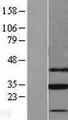 SLC25A18 Protein - Western validation with an anti-DDK antibody * L: Control HEK293 lysate R: Over-expression lysate