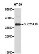 SLC25A19 Antibody - Western blot analysis of extracts of HT-29 cells, using SLC25A19 antibody at 1:3000 dilution. The secondary antibody used was an HRP Goat Anti-Rabbit IgG (H+L) at 1:10000 dilution. Lysates were loaded 25ug per lane and 3% nonfat dry milk in TBST was used for blocking. An ECL Kit was used for detection and the exposure time was 30s.
