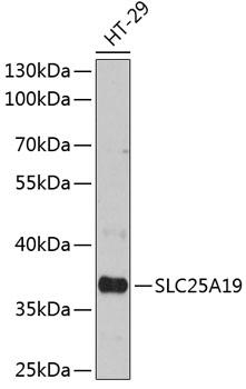 SLC25A19 Antibody - Western blot analysis of extracts of HT-29 cells using SLC25A19 Polyclonal Antibody at dilution of 1:3000.