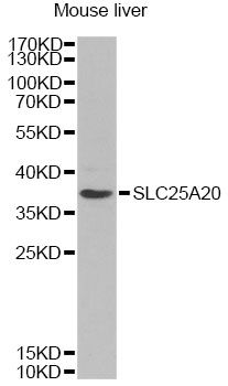 SLC25A20 / CACT Antibody - Western blot analysis of extracts of mouse liver, using SLC25A20 Antibody at 1:1000 dilution. The secondary antibody used was an HRP Goat Anti-Rabbit IgG (H+L) at 1:10000 dilution. Lysates were loaded 25ug per lane and 3% nonfat dry milk in TBST was used for blocking. An ECL Kit was used for detection and the exposure time was 90s.