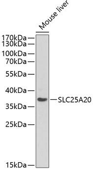 SLC25A20 / CACT Antibody - Western blot analysis of extracts of mouse liver using SLC25A20 Polyclonal Antibody at dilution of 1:1000.