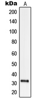 SLC25A21 / ODC1 Antibody - Western blot analysis of ODC expression in EFO21 (A) whole cell lysates.