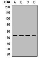 SLC25A24 / APC1 Antibody