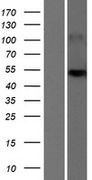 SLC25A24 / APC1 Protein - Western validation with an anti-DDK antibody * L: Control HEK293 lysate R: Over-expression lysate