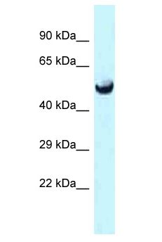 SLC25A25 Antibody - SLC25A25 antibody Western Blot of Mouse Heart. Antibody dilution: 1 ug/ml.  This image was taken for the unconjugated form of this product. Other forms have not been tested.