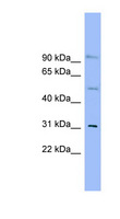 SLC25A25 Antibody - SLC25A25 antibody Western blot of THP-1 cell lysate. This image was taken for the unconjugated form of this product. Other forms have not been tested.