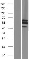 SLC25A25 Protein - Western validation with an anti-DDK antibody * L: Control HEK293 lysate R: Over-expression lysate