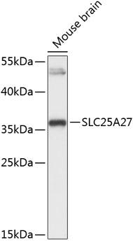 SLC25A27 / UCP4 Antibody - Western blot analysis of extracts of mouse brain using SLC25A27 Polyclonal Antibody at dilution of 1:3000.
