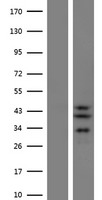 SLC25A28 Protein - Western validation with an anti-DDK antibody * L: Control HEK293 lysate R: Over-expression lysate