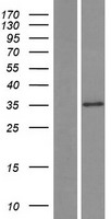 SLC25A30 Protein - Western validation with an anti-DDK antibody * L: Control HEK293 lysate R: Over-expression lysate