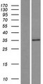 SLC25A30 Protein - Western validation with an anti-DDK antibody * L: Control HEK293 lysate R: Over-expression lysate