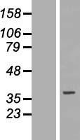 SLC25A32 Protein - Western validation with an anti-DDK antibody * L: Control HEK293 lysate R: Over-expression lysate