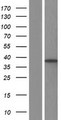SLC25A37 / Mitoferrin Protein - Western validation with an anti-DDK antibody * L: Control HEK293 lysate R: Over-expression lysate
