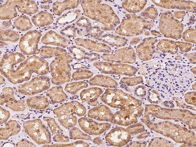 SLC25A42 Antibody - Immunochemical staining of human SLC25A42 in human kidney with rabbit polyclonal antibody at 1:100 dilution, formalin-fixed paraffin embedded sections.