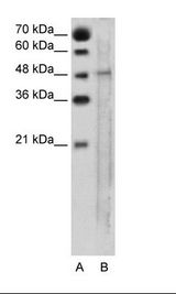 SLC25A46 Antibody - A: Marker, B: Jurkat Cell Lysate.  This image was taken for the unconjugated form of this product. Other forms have not been tested.