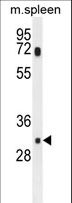 SLC25A51 / MCART1 Antibody - MCAR1 Antibody western blot of mouse spleen tissue lysates (35 ug/lane). The MCAR1 antibody detected the MCAR1 protein (arrow).