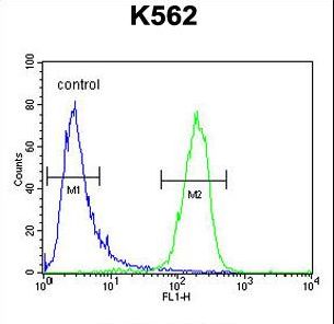 SLC25A52 Antibody - MCART2 Antibody flow cytometry of K562 cells (right histogram) compared to a negative control cell (left histogram). FITC-conjugated goat-anti-rabbit secondary antibodies were used for the analysis.