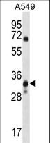 SLC25A53 / MCART6 Antibody - MCART6 Antibody western blot of A549 cell line lysates (35 ug/lane). The MCART6 antibody detected the MCART6 protein (arrow).