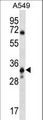SLC25A53 / MCART6 Antibody - MCART6 Antibody western blot of A549 cell line lysates (35 ug/lane). The MCART6 antibody detected the MCART6 protein (arrow).