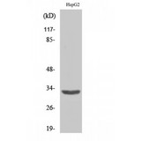 SLC25A6 / ANT3 Antibody - Western blot of ANT3 antibody