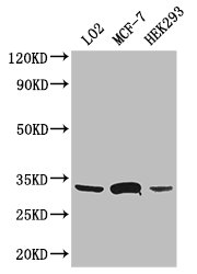 SLC25A6 / ANT3 Antibody - Positive WB detected in:LO2 whole cell lysate,MCF-7 whole cell lysate,HEK293 whole cell lysate;All lanes: SLC25A6 antibody at 3ug/ml;Secondary;Goat polyclonal to rabbit IgG at 1/50000 dilution;Predicted band size: 33 kDa;Observed band size: 33 kDa;