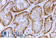 SLC26A1 Antibody - SLC26A1 antibody (2 ug/ml) staining of paraffin embedded Human Kidney. Steamed antigen retrieval with citrate buffer pH 6, HRP-staining.