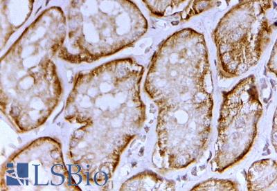 SLC26A1 Antibody - SLC26A1 antibody (2 ug/ml) staining of paraffin embedded Human Kidney. Steamed antigen retrieval with citrate buffer pH 6, HRP-staining.