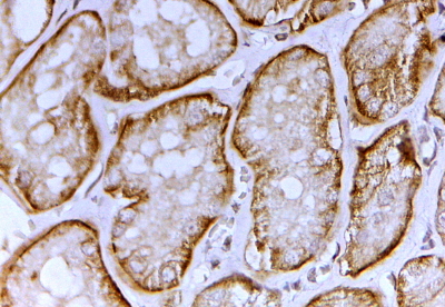 SLC26A1 Antibody - Goat Anti-SLC26A1 / SAT-1 Antibody (2µg/ml) staining of paraffin embedded Human Kidney. Steamed antigen retrieval with citrate buffer pH 6, HRP-staining.