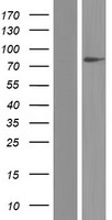 SLC26A1 Protein - Western validation with an anti-DDK antibody * L: Control HEK293 lysate R: Over-expression lysate