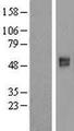 SLC26A11 Protein - Western validation with an anti-DDK antibody * L: Control HEK293 lysate R: Over-expression lysate