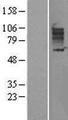 SLC26A3 / DRA Protein - Western validation with an anti-DDK antibody * L: Control HEK293 lysate R: Over-expression lysate