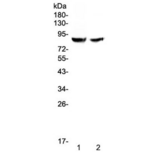 SLC26A4 / Pendrin Antibody - Western blot testing of human 1) HK-2 and 2) 293T cell lysate with Pendrin antibody at 0.5ug/ml. Predicted molecular weight ~86 kDa.